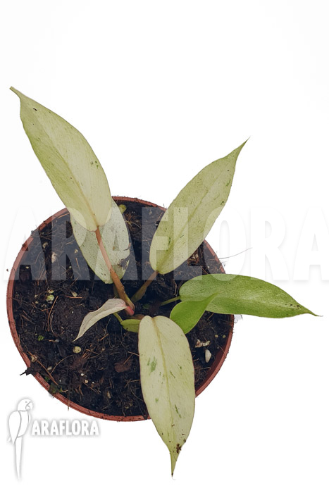 Philodendron x ‘snowdrift’