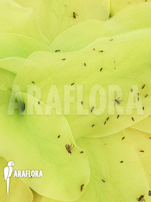 Pinguicula grandiflora flower