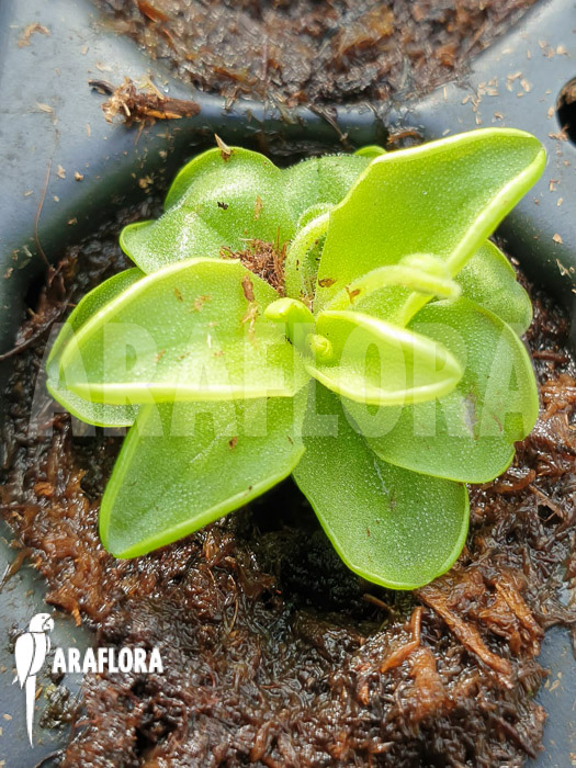 Pinguicula pumila ‘Yellow’