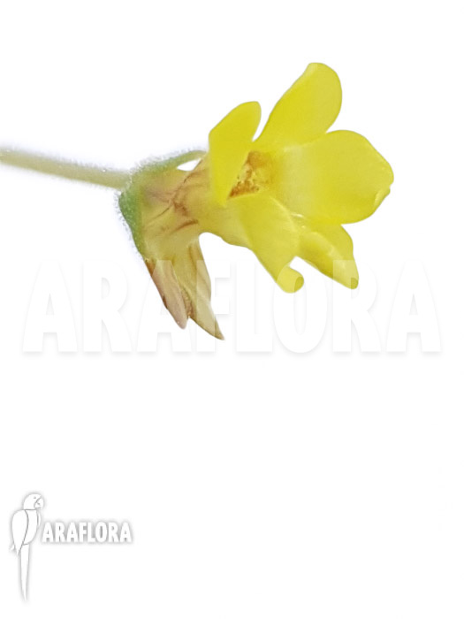 Pinguicula pumila ‘Yellow’