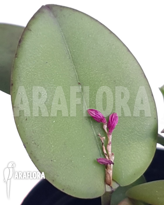 Pleurothallis truncata