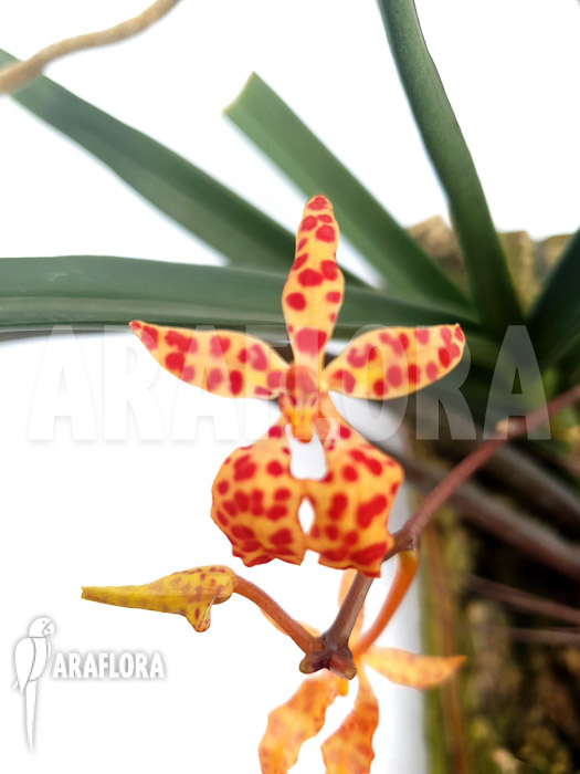 Renanthera monachica