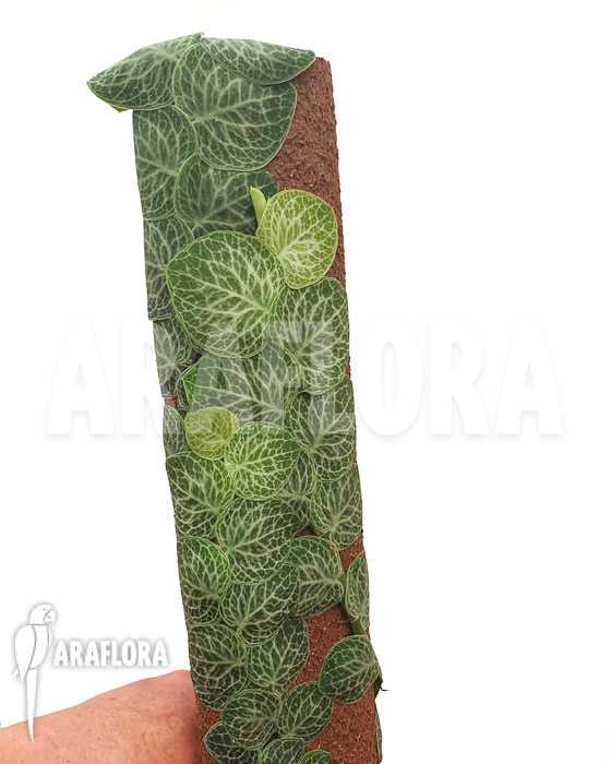 Rhaphidophora cryptantha ‘S’