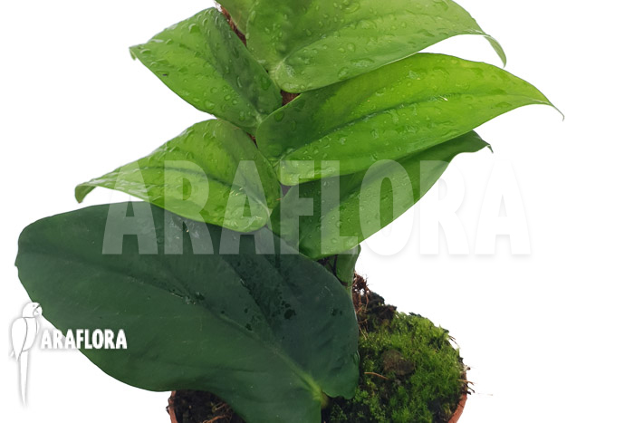 Rhaphidophora korthalsii ‘XL’