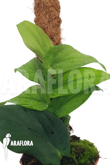 Rhaphidophora korthalsii