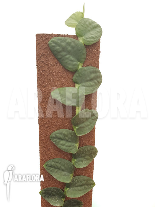 Rhaphidophora sp WD01