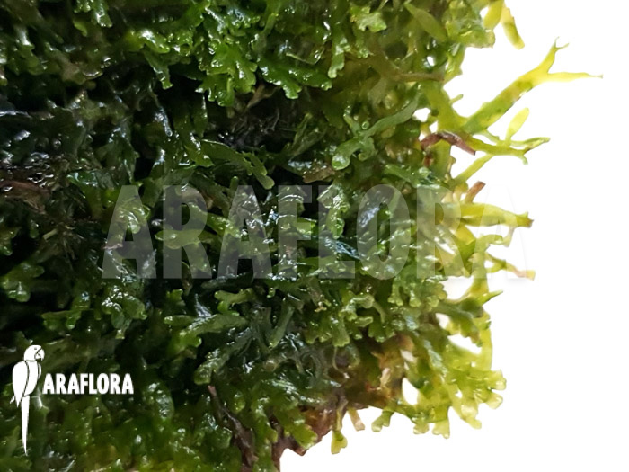 Riccardia chamedryfolia ‘coral’