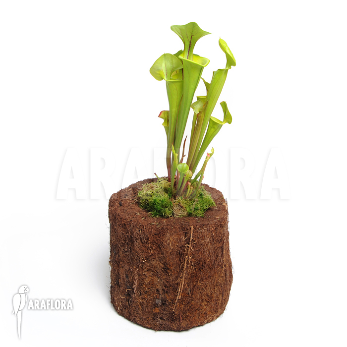 Sarracenia flava ‘M’