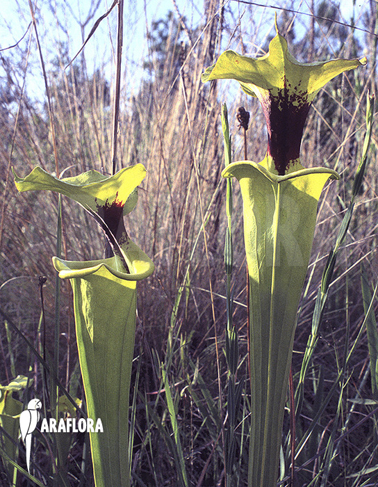 Sarracenia flava var. rugelii ‘020020’