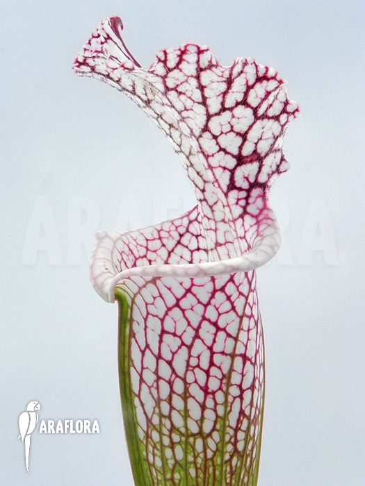 Sarracenia leucophylla ‘Z10029’