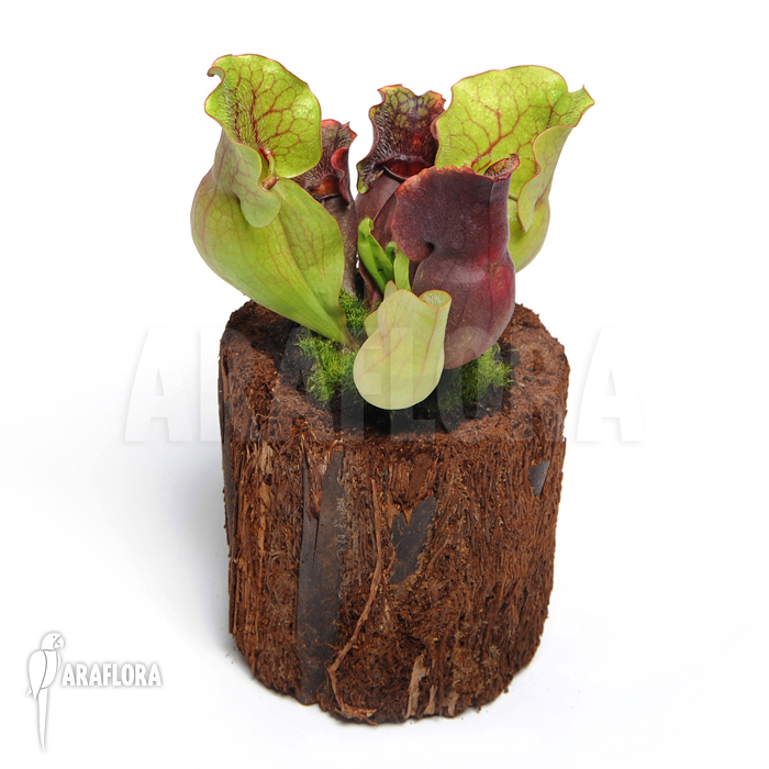 Sarracenia purpurea var. venosa ‘M’