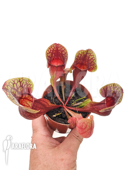Sarracenia x Hans ‘M’