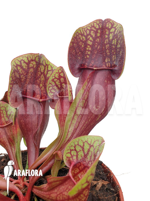 Sarracenia x Hans ‘XL’