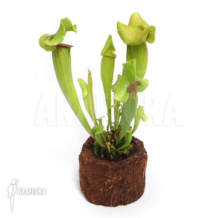 Sarracenia x catesbaei ‘XL’