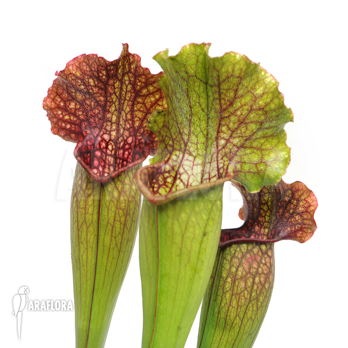 Sarracenia x leucophylla x mitchelliana ‘XL’