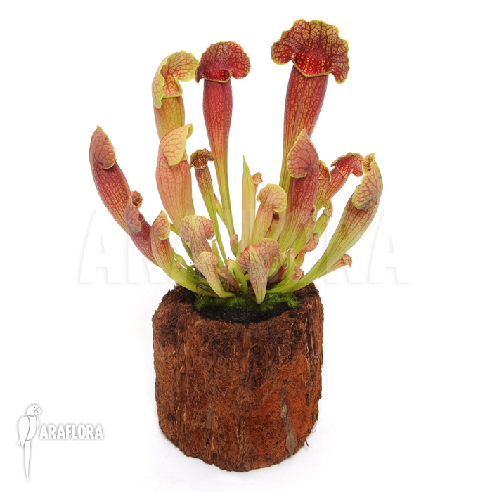 Sarracenia x purpurea hybrid ‘Barbapapa’ ‘M’