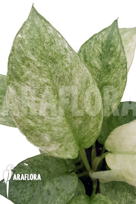 Schismatoglottis longispatha variegata