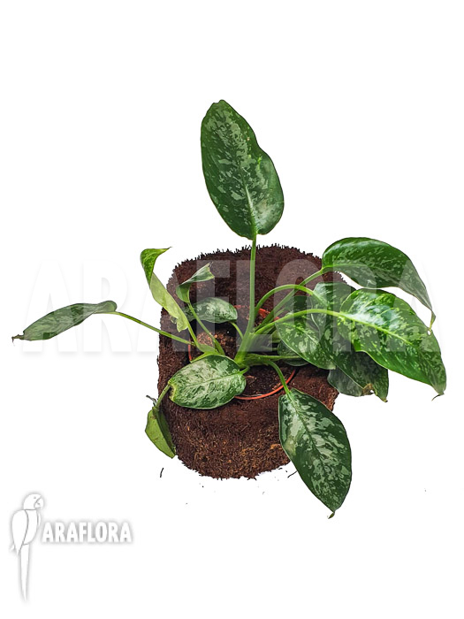 Schismatoglottis scortechinii