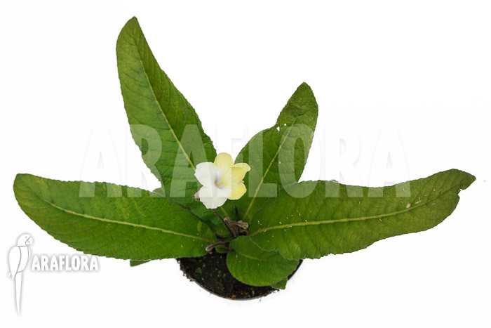 Streptocarpus hybrid Yellow-white