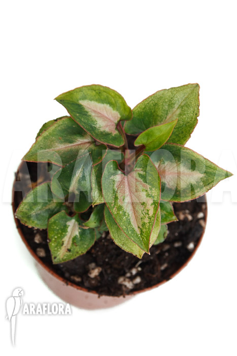Syngonium Mickey ‘M’