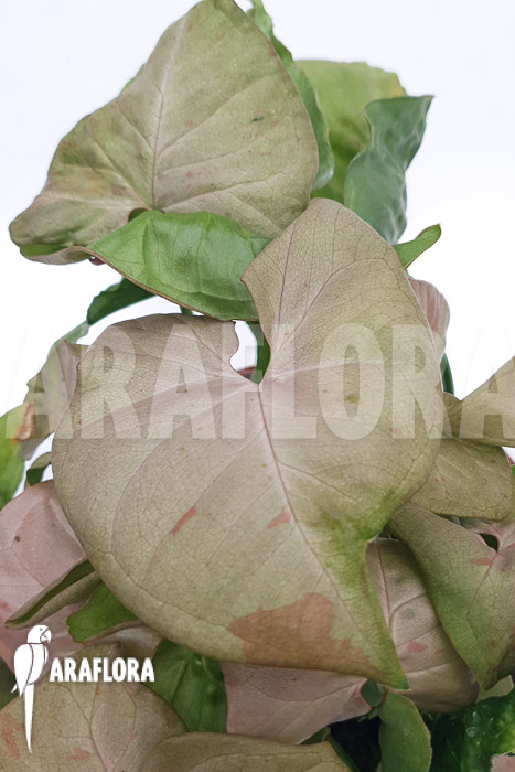 Syngonium ‘Pink spot’