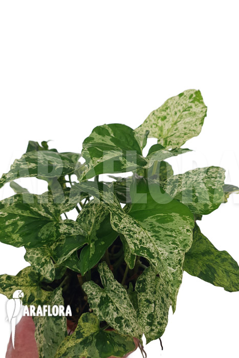 Syngonium ‘mottled mojito’