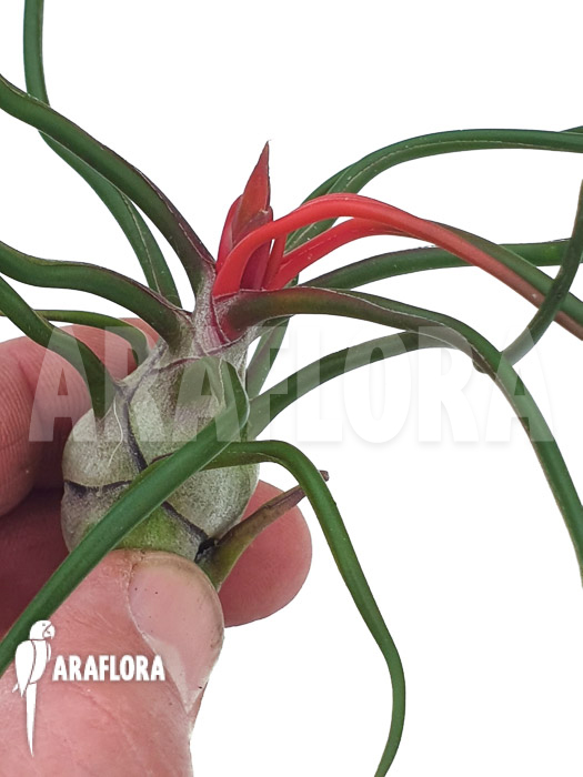 Tillandsia bulbosa