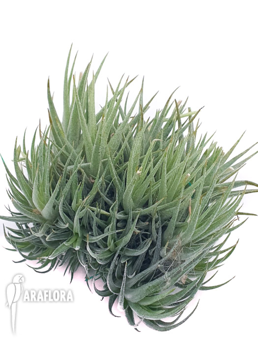 Tillandsia loliacea clumb