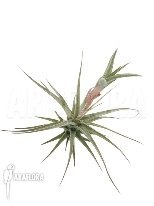 Tillandsia murorum