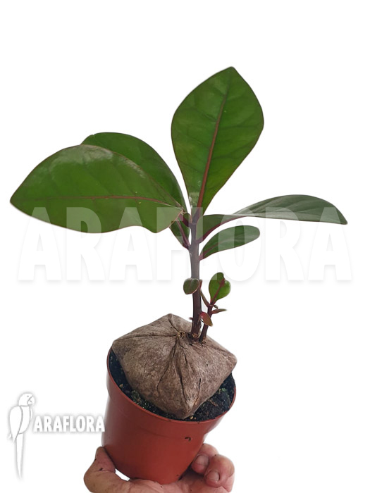 Barringtonia asiatica