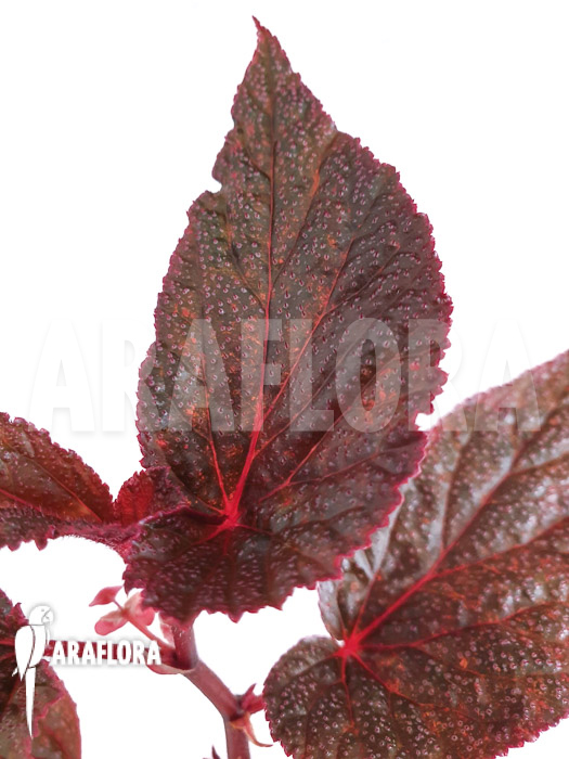 Begonia x ‘U062’