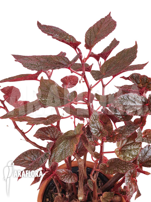 Begonia x ‘U062’