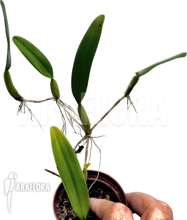 Bulbophyllum odoratissimum