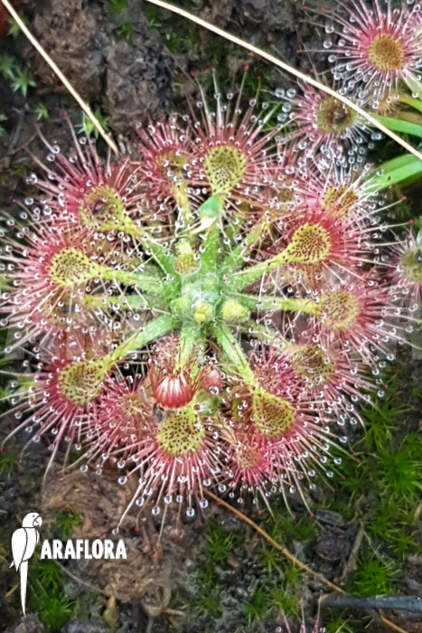 Drosera alantostigma