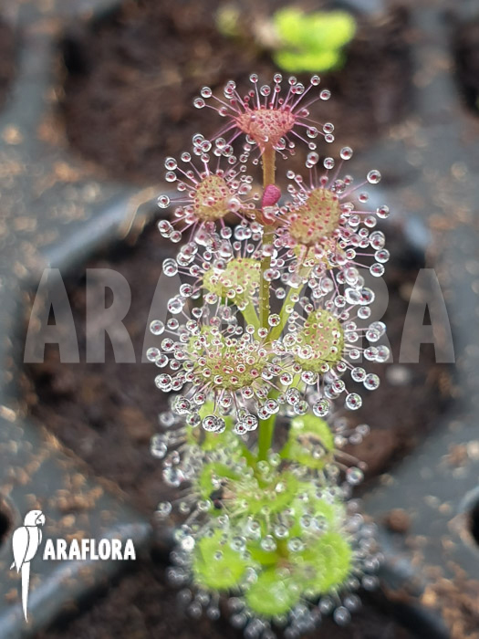 Drosera-platypoda-2-1