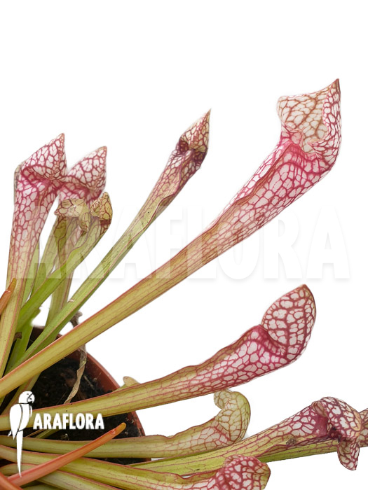 Sarracenia x Scarlett Bell