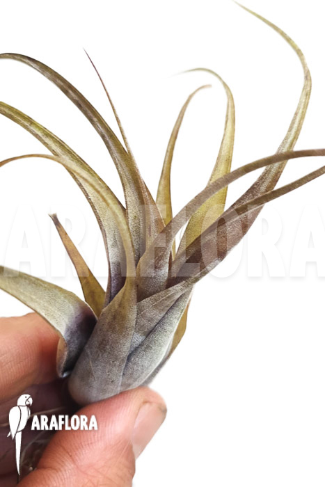 Tillandsia flexuosa Suriname ‘S’