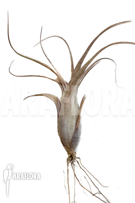 Tillandsia flexuosa Suriname ‘S’