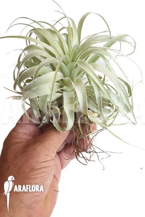 Tillandsia gardnerii ‘L’