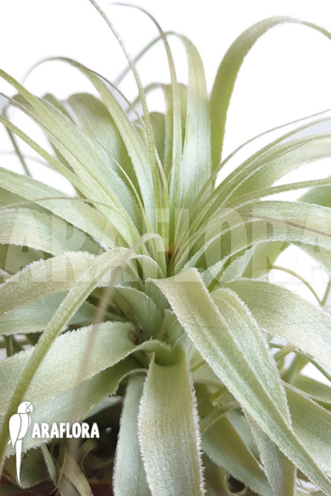 Tillandsia gardnerii ‘L’