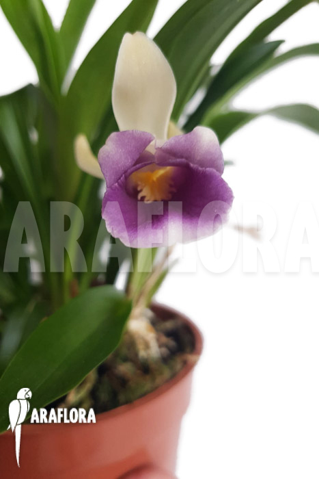 Warczewiczella discolor