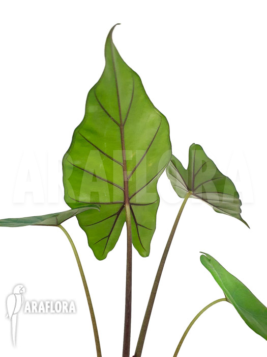 Alocasia ‘Sumo’