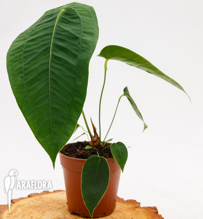 Anthurium peltigerum