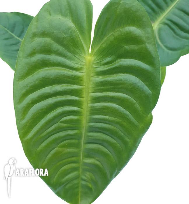 Anthurium veitchii