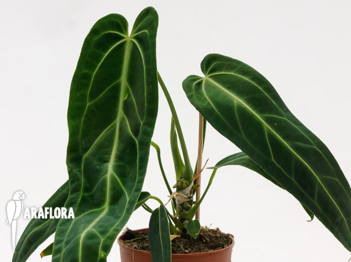 Anthurium warocqueanum