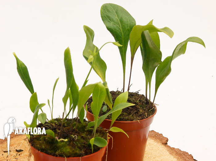 Blaasjeskruid Utricularia mix 2x