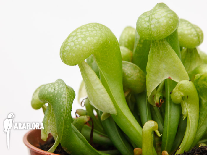 Darlingtonia californica ‘Green’