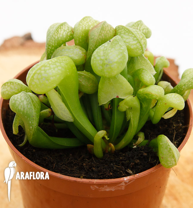 Darlingtonia californica ‘Green’