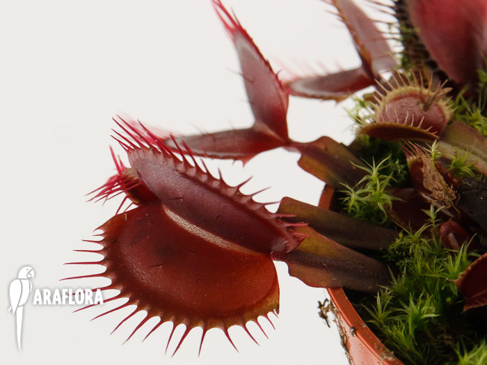 Dionaea muscipula ‘All red’