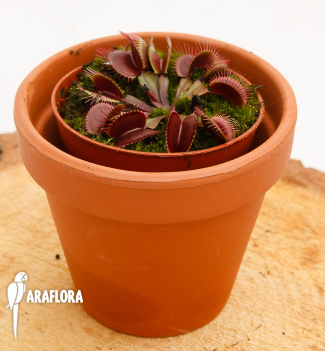Dionaea muscipula ‘All red’